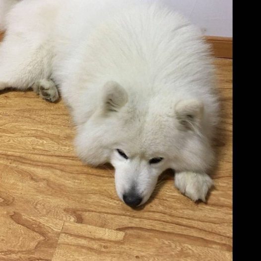 萨摩耶吃货的最高境界，都要把我吃穷了