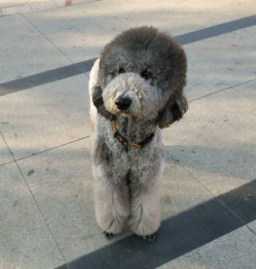 美丽巨贵萌萌哒