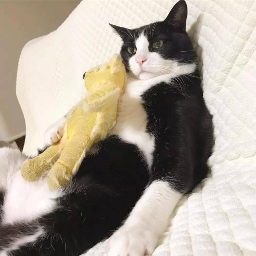 这只奶牛猫完美还原我春困的状态:基本上是一只废猫了