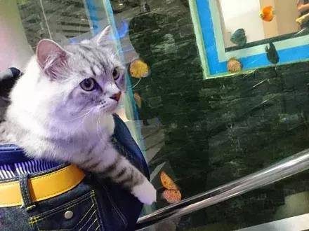 网友带着猫逛水族馆时，猫咪的表情瞬间就亮了… 这个应该好吃！那个看上去也不错啊！