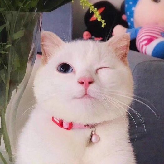 教你撩妹套路