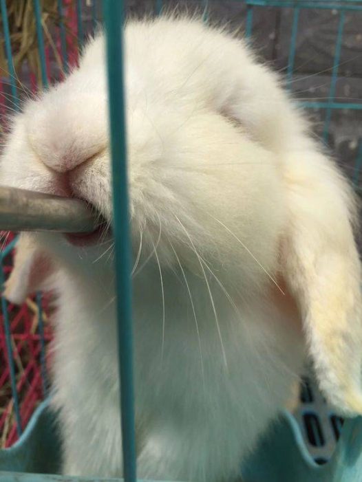 垂耳兔一只,长的可爱又好看哈哈。