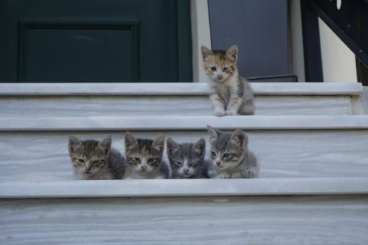 五只可爱小猫图片