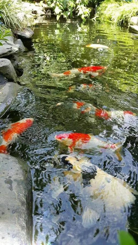 当养鱼成为一种爱好,当你的心里开始惦记这个事儿,也就开启了一段“没有退路”的旅程;当厌倦了每天单调重复的日子,当被无处不在的食品安全问题困扰,相信你会想拥有这样的画面——鱼菜共生,还给生活最初的模样!