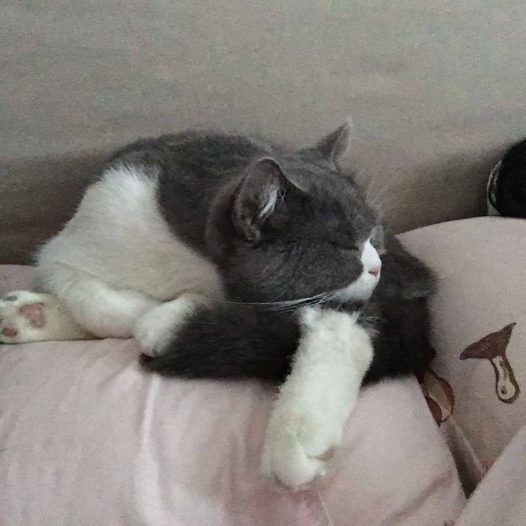 每天睡不醒！还有你这奇葩的睡姿！来，你告诉我！你这造型是怎么凹出来的！