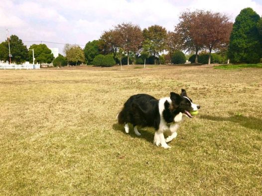 总算、总算见到太阳啦!小区绿地玩起来!~另外,喜欢打滚的那位~也翻滚起来吧!