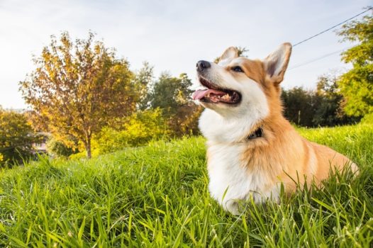 彭布洛克威尔斯柯基犬图片