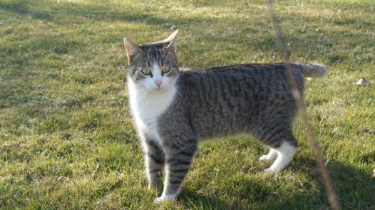 户外可爱家养猫咪图片