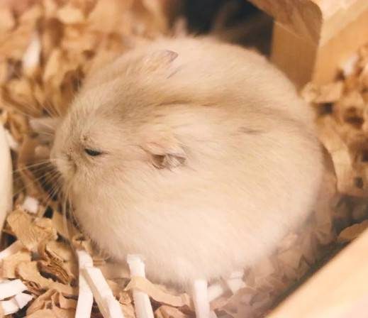 最近推特上的一只小仓鼠火了这只仓鼠又圆又胖简直是可爱到爆炸