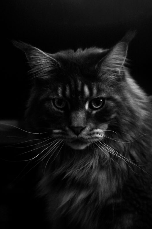黑色艺术风格缅因库恩猫摄影图片