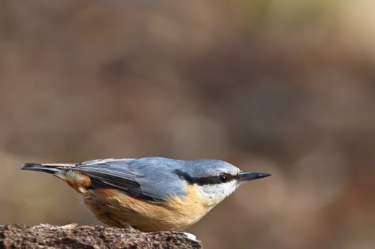 站在石头上的五十雀摄影图片
