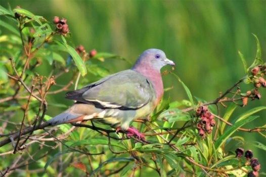 野生灰鸽子图片