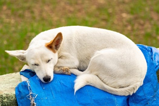 家养白色小狗图片