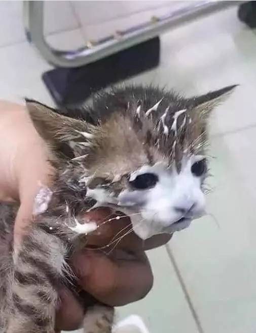 铲屎官给猫咪开了个酸奶,过一会再回来看,结果猫成了这样..这酸奶面膜,从小就开始保养肌肤,哪天你不要我了,靠颜值找下家去