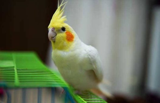 玄凤鹦鹉又叫鸡尾鹦鹉卡美鹦鹉，高冠鹦鹉，玄凤，卡美