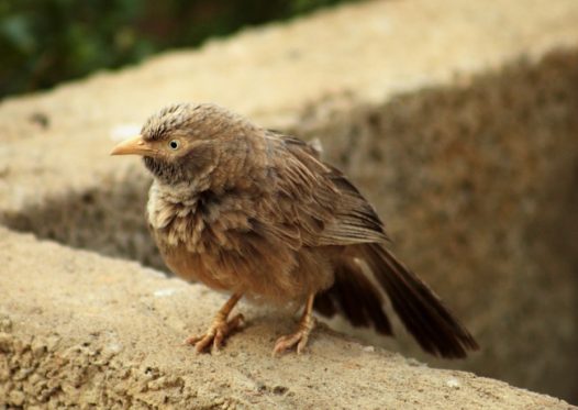 野生小麻雀摄影图片