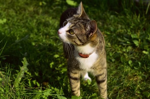 国内虎斑猫图片