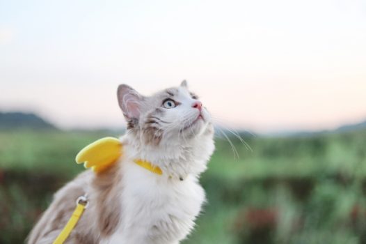 宠物小猫咪图片