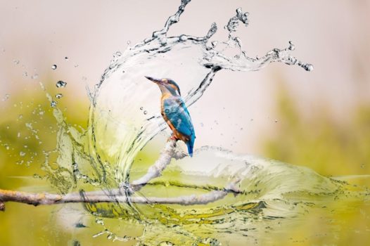 唯美翠鸟摄影图片