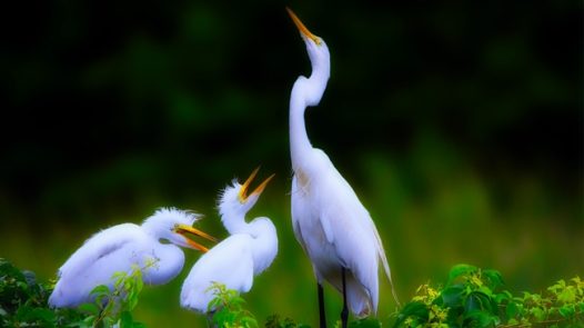 野生黄嘴白鹭图片