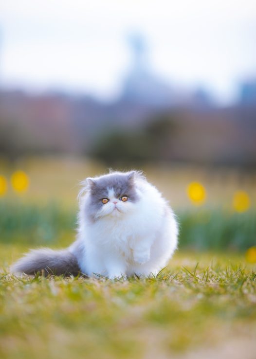 可爱呆萌波斯猫户外运动摄影图片
