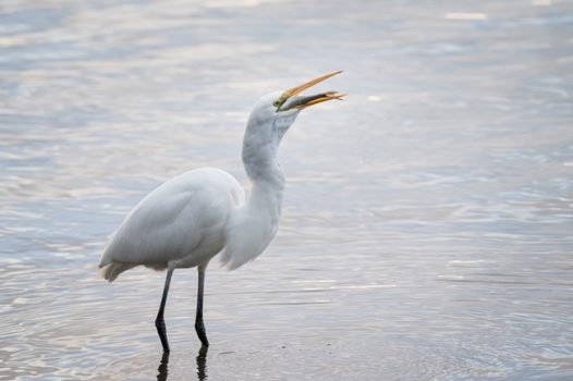 站在河中央的大白鹭摄影图片