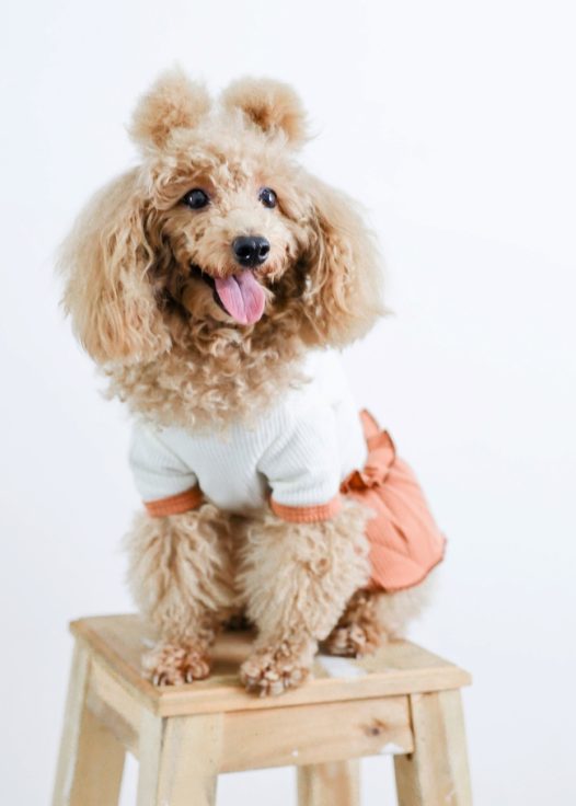 超萌迷你贵宾犬狗狗图片