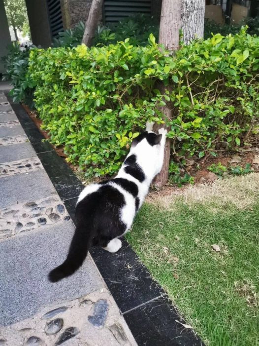 小区里撸猫指日可待，终于来了只胆大的。