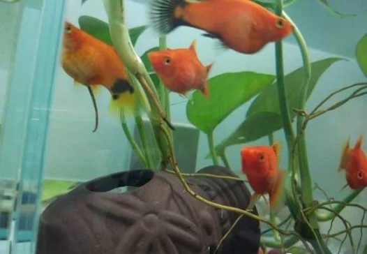 据鱼友“露雨凝幽”介绍，自家米奇鱼好几个月一直大着肚子不生，都怀疑它是不是生病了，“前几天终于生小宝宝啦，而且生了将近40条，好多好多的小红鱼呀，太可爱了，这会肚子又大啦~这是要爆缸的节奏吗~” 米奇鱼的怀孕周期一般为28~31天，大约一个多月繁殖一次。当观察到母鱼（公米奇鱼腹鳍为箭型，母米奇鱼腹鳍为扇型）腹部浑圆隆起，胎斑颜色明显加深时，就需要为其准备繁殖盒安静待产。生下的小鱼建议隔离，以防被大鱼吃掉。