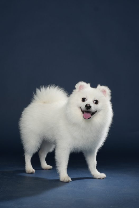 黑色可爱博美犬宠物写真摄影图片