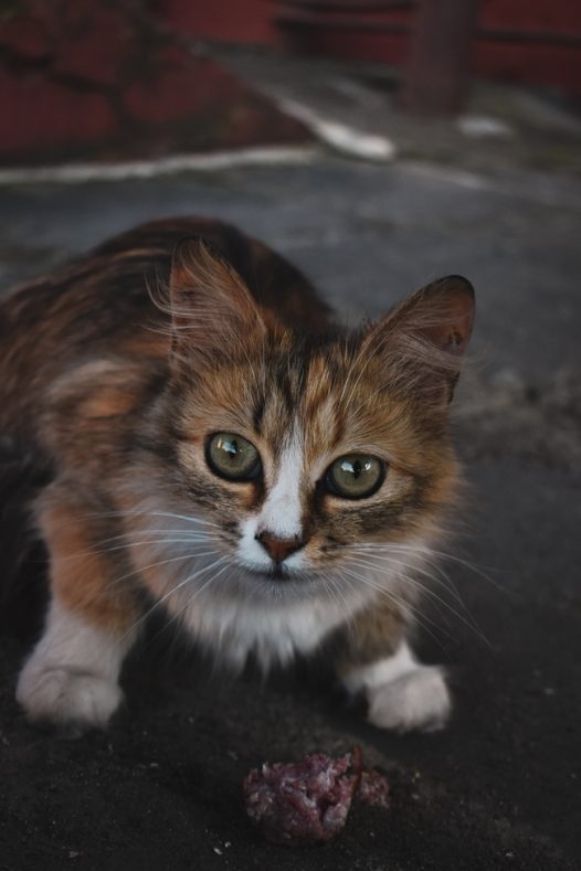 街头可爱狸花猫图片