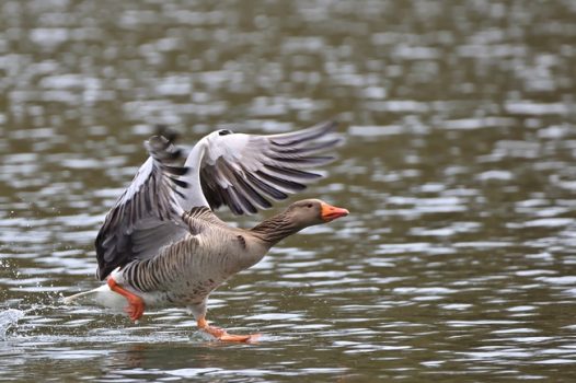 水平面低飞的灰雁图片