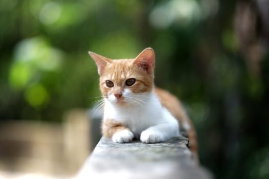 可爱乖巧小猫咪图片