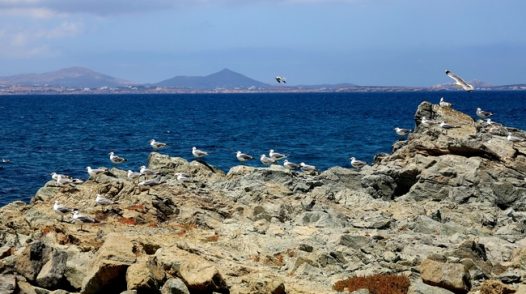 蓝色海岸成群结队海鸥摄影图片
