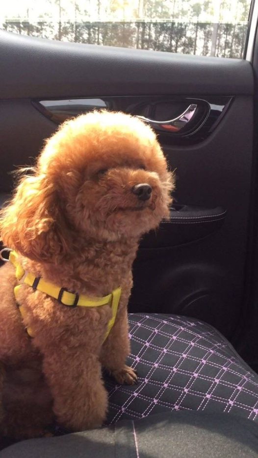 贵宾 路途上自己霸占副驾驶没注意差点从窗户爬出去,闻闻们不要学哦。