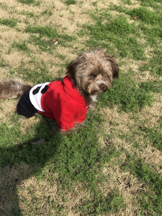 春回大地、阳光明媚!花色满园!一切都刚刚好!糖果花园小憩!懒洋洋的真舒服呀!