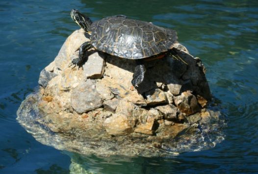 陆地乌龟爬行图片