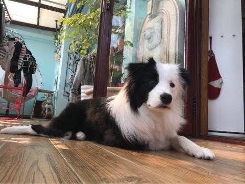 狗狗九个月啦～