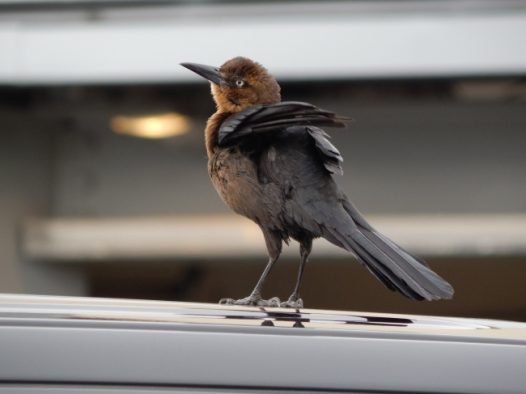 灰色小麻雀图片