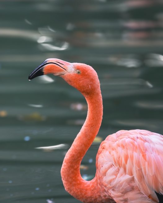 河边喝水的火烈鸟摄影图片