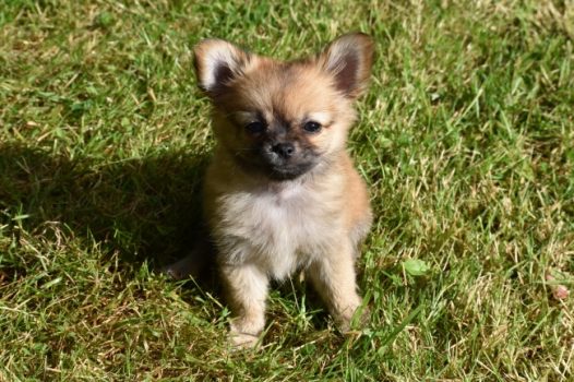 可爱小狗狗卖萌图片