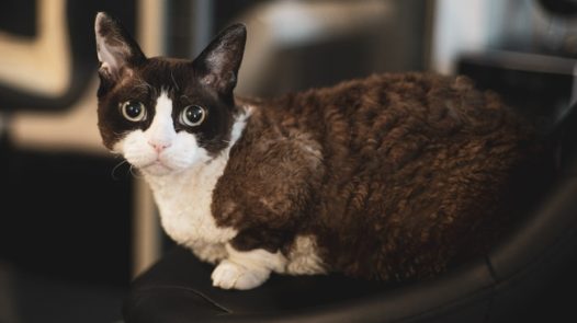 异国短毛猫宠物摄影图片