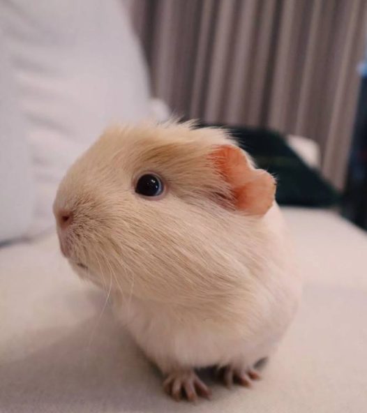 荷兰猪感冒了:荷兰猪打喷嚏最常见的就是荷兰猪感冒了,感冒导致不停的打喷嚏。感冒的荷兰猪,一般喂点板蓝根或者感冒冲剂就好