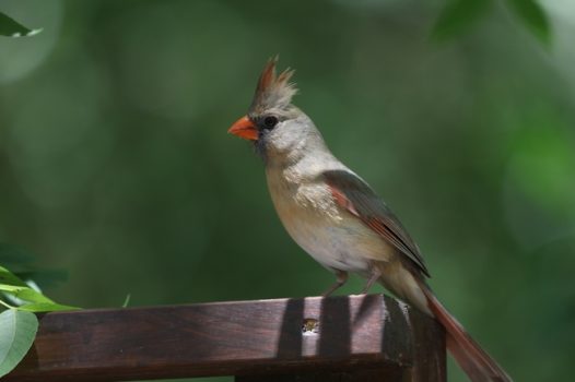 春天野生飞禽图片