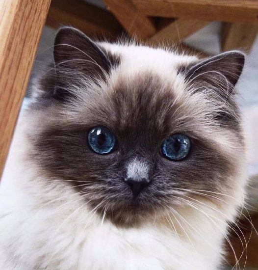 超萌的猫咪，眼里有星辰大海