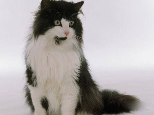 挪威森林猫外貌上和缅因库恩猫一模一样,挪威森林猫与缅因库恩猫的主要区别是:其后腿比前腿稍长,被毛双层。