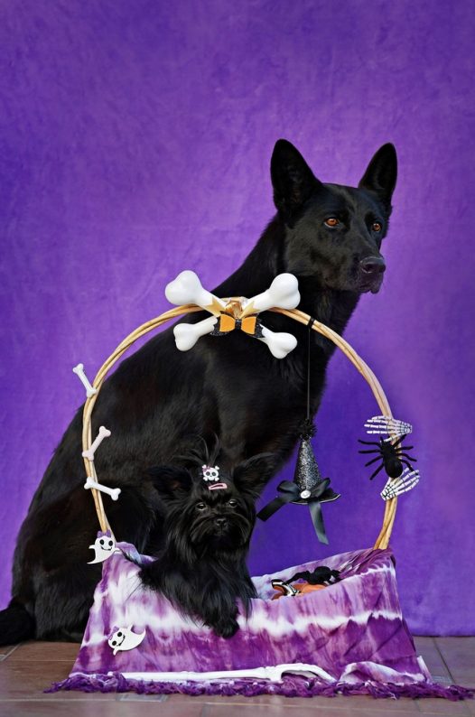 黑色德国牧羊犬摄影图片