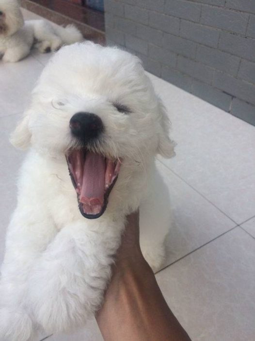 自家的比熊宝宝一只弟弟,可爱