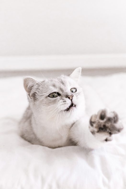 可爱小猫咪黑白摄影图片