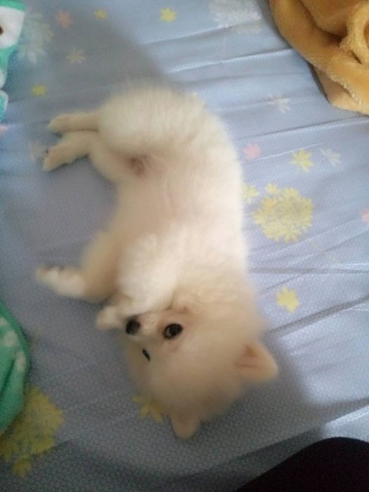 博美尴尬期一到，点点都成小猴子了